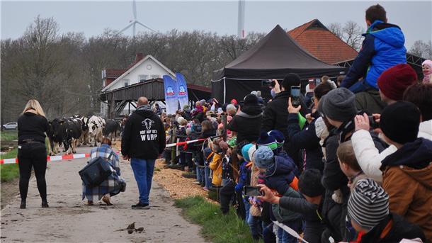 Um kurz nach 11 Uhr fand der Weideaustrieb der ersten Kuh-Gruppe statt. Zahlreiche Besucher wohnten dem Spektakel bei.
