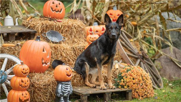 Halloween-Spaß für Hunde: Schnitzeljagd auf Verena Heuwinkels Hundehof Ein Hund sitzt auf einem Heuballen umgeben von Kürbissen.