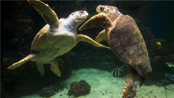 Schildkröten passen ihre Eiablage an den Klimawandel an Unechte Karettschildkröten leben in fast allen gemäßigten und subtropischen Regionen des Atlantiks, Pazifiks und Indischen Ozeans sowie im Mittelmeer. (Archivbild)