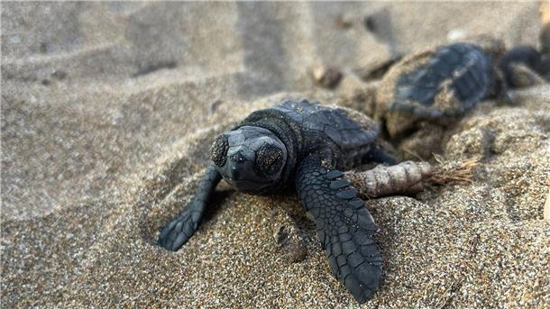 Schildkröten passen ihre Eiablage an den Klimawandel an Unechte Karettschildkröten machen sich nach dem Schlüpfen auf den Weg zum Meer.