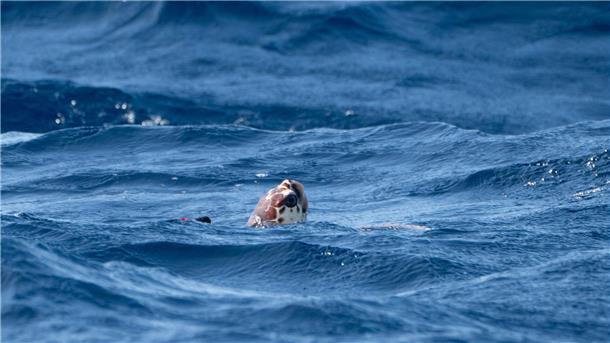 Viele Schildkrötenbabys im westlichen Mittelmeer Unechte Karettschildkröten sind stark von der Wassertemperatur abhängig - das könnte ihnen auch zum Verhängnis werden.