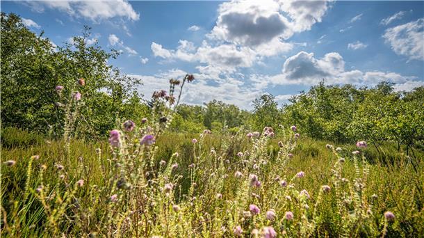 Unerwartete Idylle: Ganz im Norden der Stadt liegt das Fehrmoor, ein Hochmoorrest, wo sich Glockenheide dem Himmel entgegenreckt.