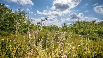 Unerwartete Idylle: Ganz im Norden der Stadt liegt das Fehrmoor, ein Hochmoorrest, wo sich Glockenheide dem Himmel entgegenreckt.