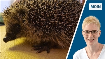 Wie wäre es in diesem Jahr mal mit Winterschlaf? Unser Igel Paul-Konrad wohnt seit ein paar Wochen bei uns und hat in der kurzen Zeit schon ordentlich zugenommen. Am liebsten isst er Katzennassfutter mit Rührei.