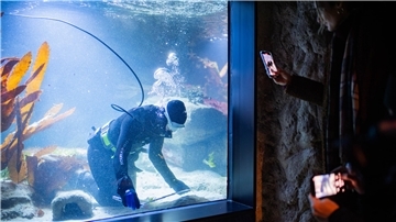 Unter Wasser mit Zollstock einen Rochen vermessen – die Tierpfleger Tim Troegel und Olaf Mertes hatten am Donnerstag bei der Inventur einen besonderen Job.