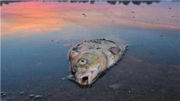 Unzählige Fische sind in der Oder verendet.