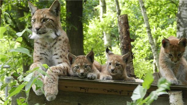 Ein Luchs mit Nachwuchs.