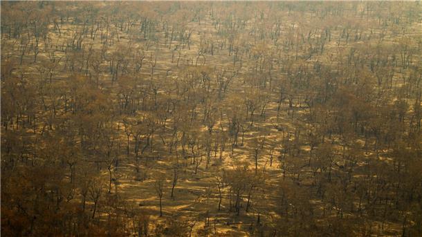 Zahlreiche Waldbrände in Brasiliens Feuchtgebiet Pantanal Verbrannte Bäume im Pantanal.