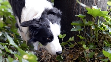 Vergiftete oder mit gefährlichen Gegenständen gespickte Köder jagen Hundefreunden in Deutschland immer wieder Angst ein.