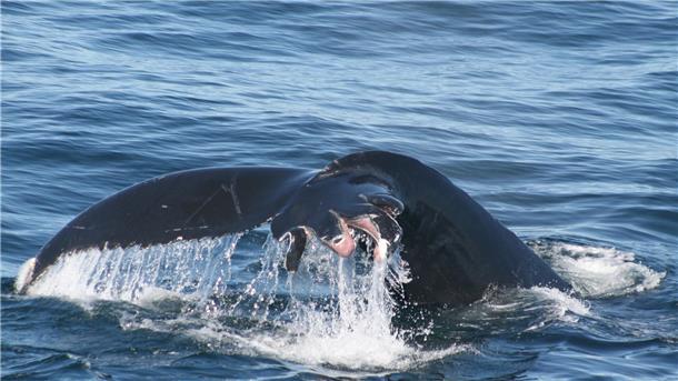 Verletzte Fluke: Laut Whale and Dolphin Conservation (WDC) handelt es sich um einen Buckelwal im Golf von Maine, aufgenommen zwischen 2004 und 2013. Die Verletzungen stammten von Propellerblättern von Schiffs- oder Bootsschrauben. 