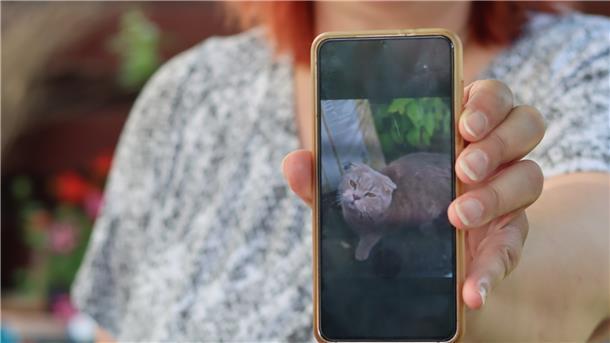 Vermutlich war Kater Chino zur falschen Zeit am falschen Ort. Mit Knochenbrüchen und schweren inneren Verletzungen musste das Tier eingeschläfert werden.