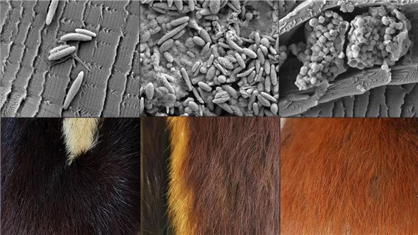 Einheitsbraun statt bunt: So sahen Säugetiere einst aus Verschieden geformte Pigmentkörperchen (oben) stehen im Zusammenhang verschiedenen Fellfarben (unten).