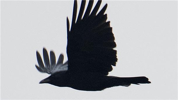 Versuche zeigten, dass Krähen rudimentär zählen können.