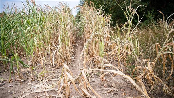 Vertrocknete Maispflanzen stehen am Feldrand. Die Trockenheit in diesem Sommer setzt der Maisernte in Niedersachsen zu. Das hat Auswirkungen auf die Ernte.