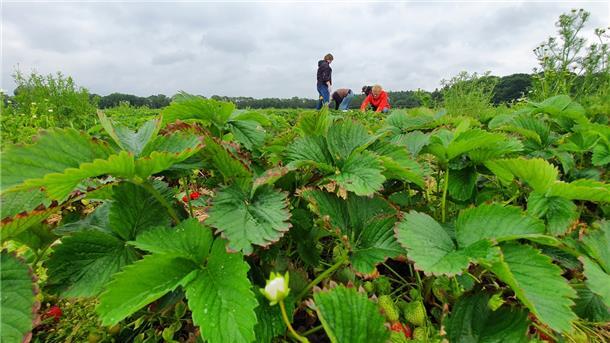 Viel Platz zum Selberernten: Auf den Erdbeerplantagen der Familie Hildebrandt in Kirchwistedt sind rund 80 Prozent der Flächen für Selbstpflücker reserviert.