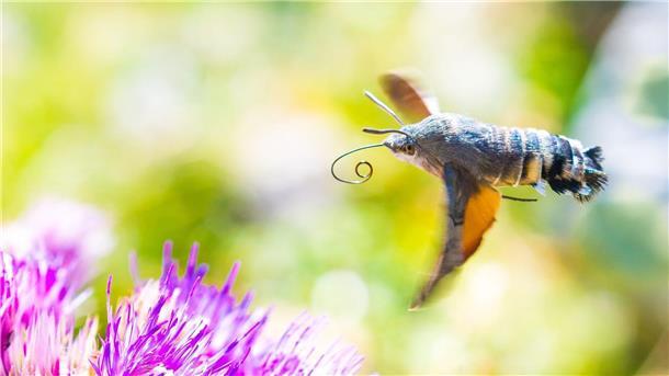 Insekten-Wanderung: Millionen fliegen über Pass in Europa Viele der gen Süden ziehenden Insekten sind bekannte Gartenbewohner - so auch das Taubenschwänzchen.
