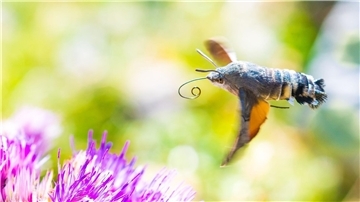 Viele der gen Süden ziehenden Insekten sind bekannte Gartenbewohner - so auch das Taubenschwänzchen.