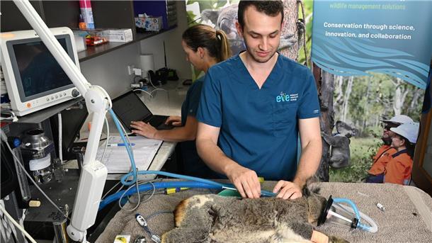 Viele Koalas sind krank. Sie können an Chlamydien erblinden und sogar sterben. 