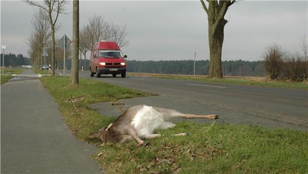 So will man die Zahl der Wildunfälle verringern Totes Tier am Straßenrand