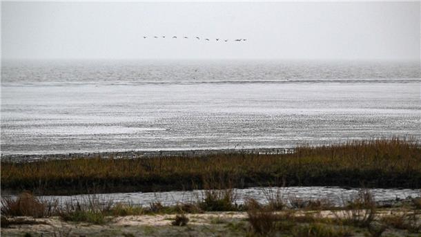 Klima- und Umweltänderungen führen zu Artenwandel im Watt Vögel fliegen über das Watt vor dem Strand von Dangast.