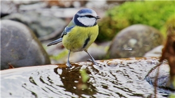 Eine Blaumeise steht am Rand einer flachen Wasserstelle im Garten, umgeben von Steinen und Moos.