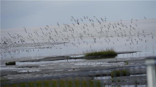 Vogelschwärme wie dieser lassen sich an den Hochwasserrastplätzen an der Wurster Küste während der Zugvogeltage oft beobachten.