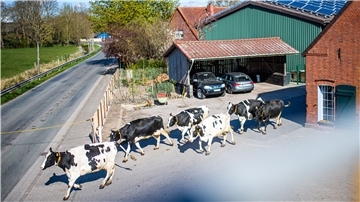 Vom Stall auf die Weide: Kuhaustrieb in Offenwarden.
