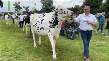Ein Landwirt führt bei der Tierschau in Stollhamm eine Kuh.