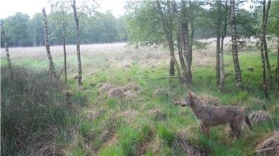 Vor allem rund um Heerstedt hat die dortige Jagdgenossenschaft mit Fotofallen zahlreiche Aufnahmen von Wölfen machen können. 
