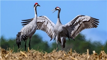 Der Kelch der Vogelgrippe: Wird das Cuxland verschont bleiben? Bild von zwei Kranichen auf einem abgeernteten Maisfeld