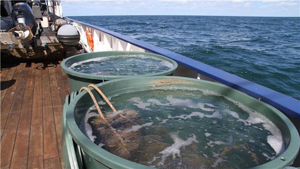 Vor Borkum wollen Wissenschaftler vom Bremerhavener Alfred-Wegener-Institut (AWI) die Europäische Auster wieder ansiedeln und setzen dazu etwa 100.000 junge Tiere aus.
