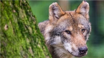 Ein Wolf schaut hinter einem Baum in einem Wildpark hervor.