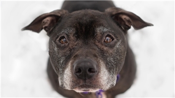 Ein American Staffordshire Terrier