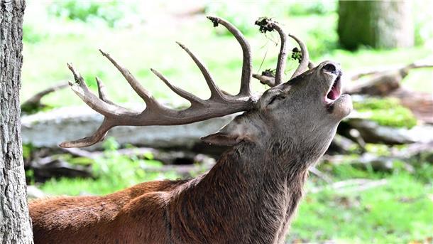 Hirsche brüllen, um zu beeindrucken Während der Brunft kämpfen die Hirsche darum, wer sich mit einem Weibchen paaren darf.