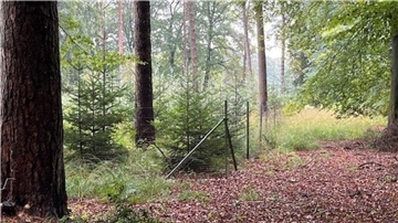 Wald.