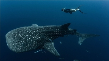 Walhaie sind die größten derzeit lebenden Fische der Erde und faszinieren weltweit Taucher und Schnorchler.