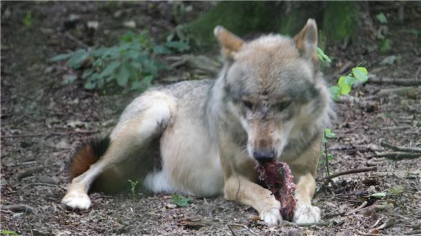 War es der Wolf? In Driftsethe wurde ein tragendes Rind getötet.