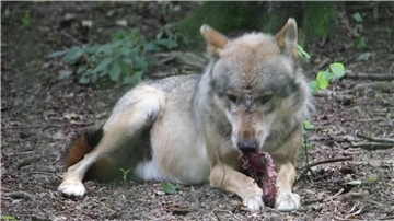 War es der Wolf? In Driftsethe wurde ein tragendes Rind getötet.