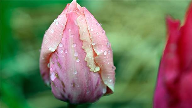 Wolken und Saharastaub: Das Osterwetter wird wechselhaft Warme Temperaturen kombiniert mit Wolken und möglichen Schauern: Zum Spaziergang an Ostern bietet es sich an, den Regenschirm einzupacken.