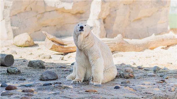 Eisbär Valeska im Zoo am Meer.