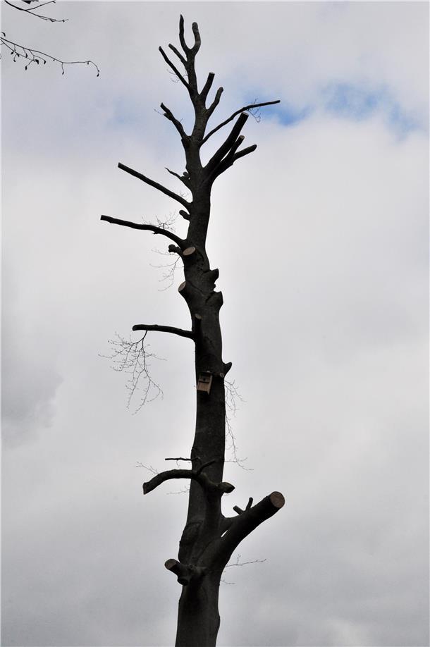 Wenn Bäume zu Krüppeln gemacht werden... Was ist das? Ein Garderobenständer in der Landschaft?