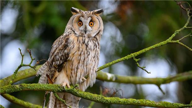 Wer fliegt auf Platz 1? Was man für die Ohren der Waldohreule hält, sind tatsächlich Federpuschel.