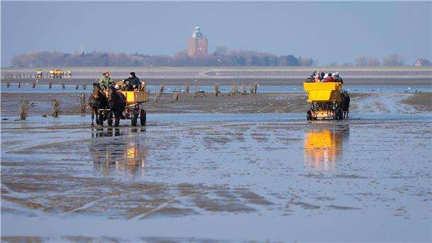 Wattkutschen mit Touristen sind im Watt zwischen Cuxhaven und der Insel Neuwerk unterwegs.