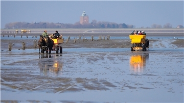Wattkutschen mit Touristen sind im Watt zwischen Cuxhaven und der Insel Neuwerk unterwegs.