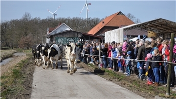 Kühe rennen auf eine Weide