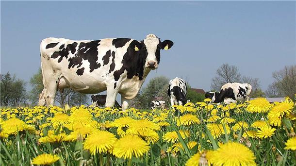 Weidehaltung bietet Chancen, muss aber auch wirtschaftlich sein. Milchviehhalter und Experten haben sich bei einer Konferenz nun ausgetauscht. Die Weide soll, so ihr Ziel, verstärkt in den Fokus rücken.