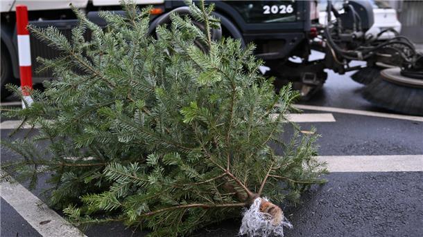 Weihnachten ist vorbei und die meisten Menschen machen sich spätestens jetzt Gedanken um die Entsorgung ihrer Tannenbäume. In Bremerhaven ist die BEG dafür zuständig.