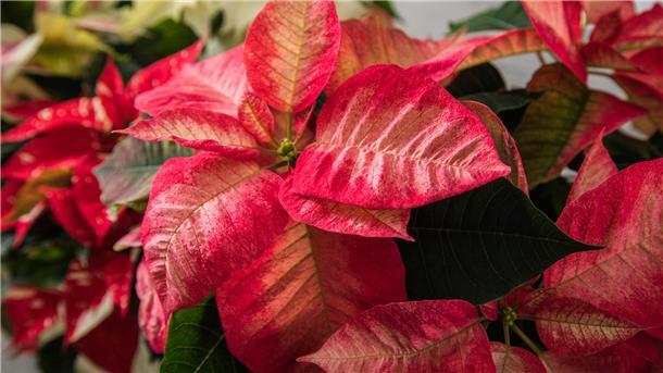 Weihnachtssterne stammen ursprünglich aus tropischen Regionen. Deshalb sind sie keine Fans starker Temperaturschwankungen.