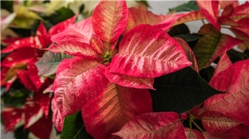 Weihnachtssterne stammen ursprünglich aus tropischen Regionen. Deshalb sind sie keine Fans starker Temperaturschwankungen.
