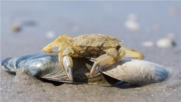 Weil die Fischerei für den Privatgebrauch an der niedersächsischen Küste nicht beschränkt ist, darf jeder für den Privatgebrauch Strandkrabben fangen.
